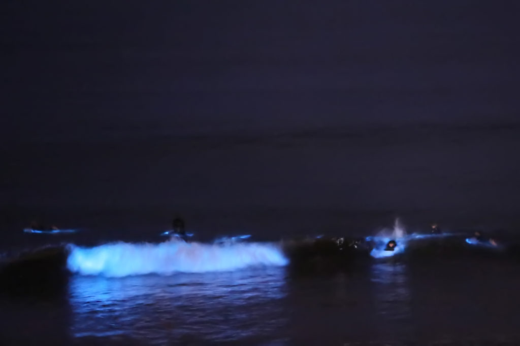 bioluminescent waves